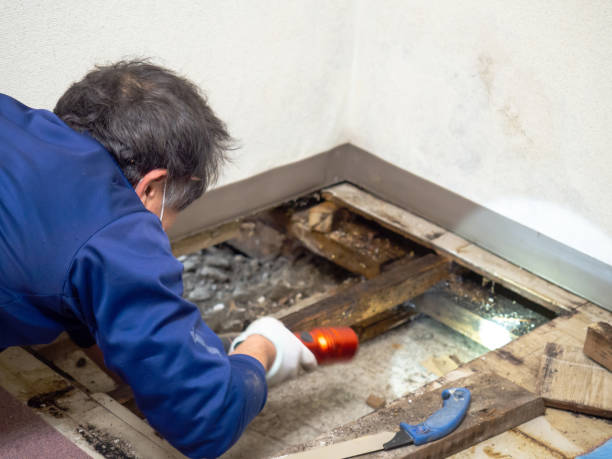 Trusted Venus, TX Mold Remediation Experts
