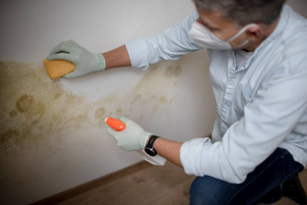 Best Black Mold Remediation in Venus, TX