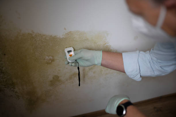 Best Mold Testing and Inspection Services in Venus, TX